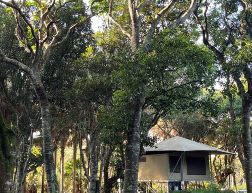 Glamping vs. Camping: Which Accommodation Style Suits You?