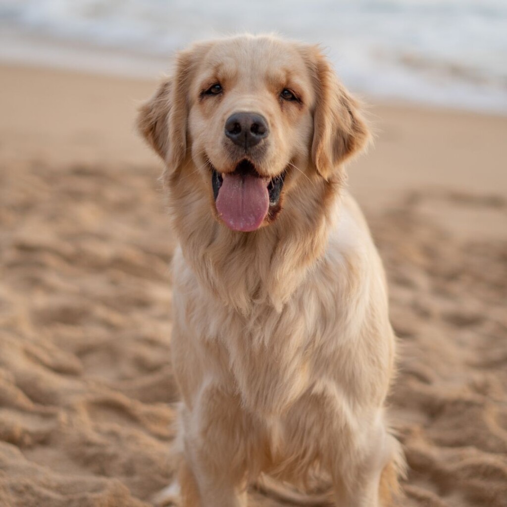 Dogs Tiona (1)